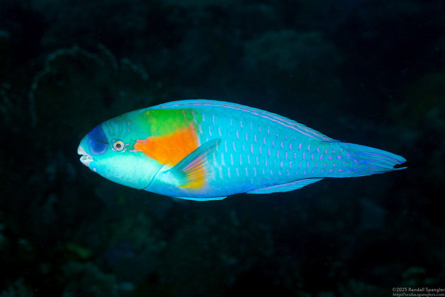 Chlorurus bowersi (Bower's Parrotfish)