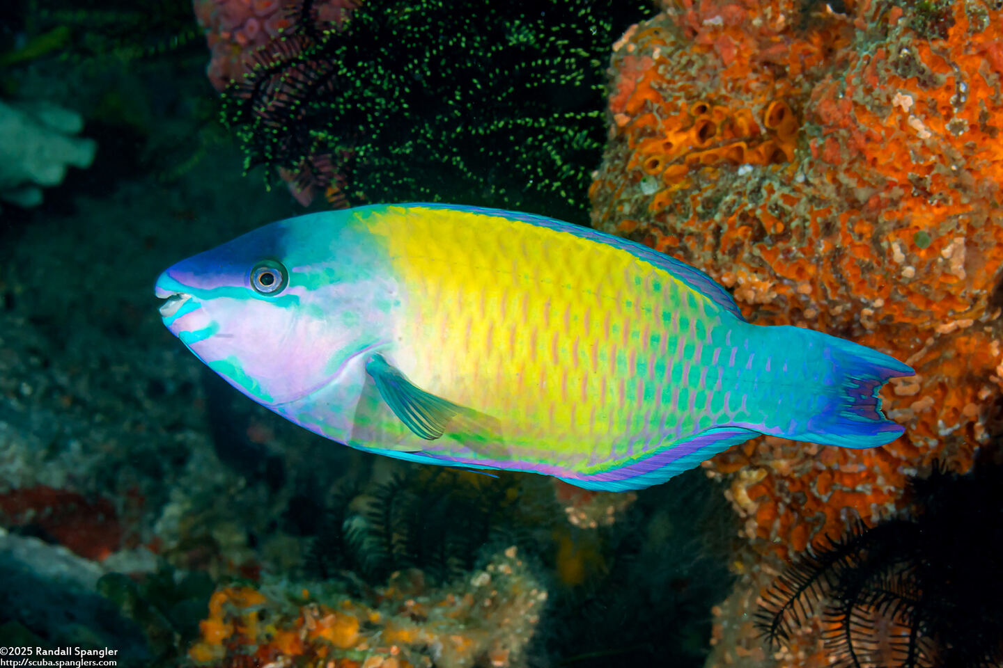Scarus psittacus (Palenose Parrotfish)