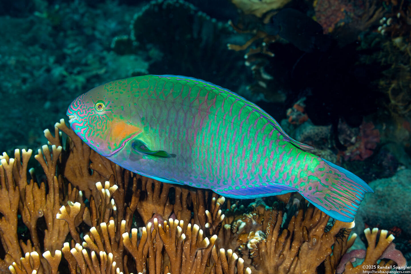 Scarus rivulatus (Surf Parrotfish)
