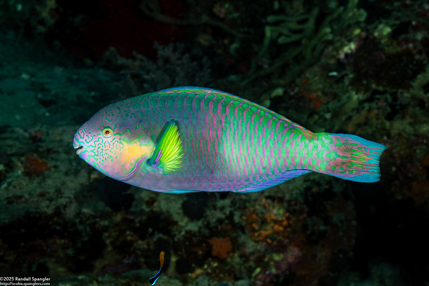 Scarus rivulatus (Surf Parrotfish)