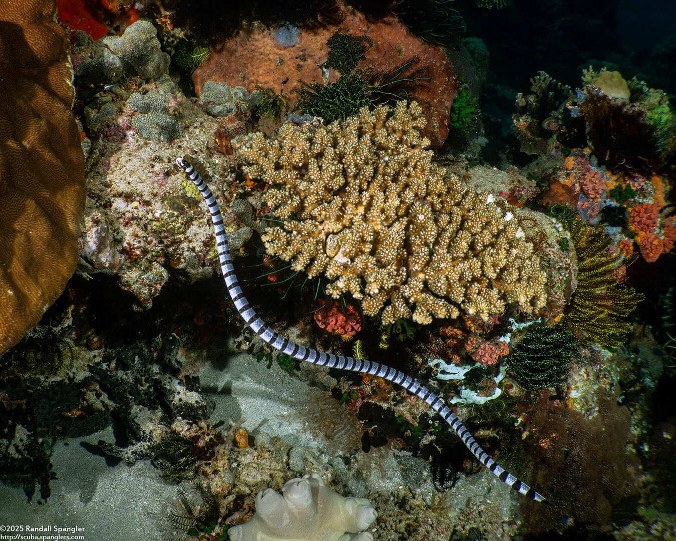 Laticauda colubrina (Banded Sea Krait)