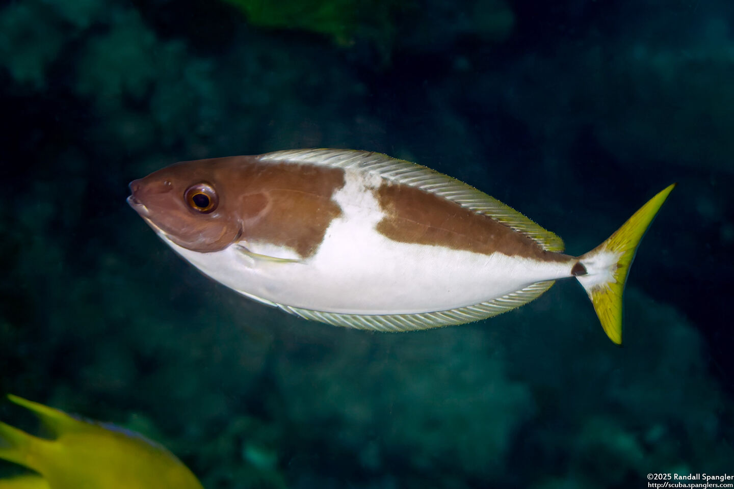 Naso minor (Blackspine Unicornfish)