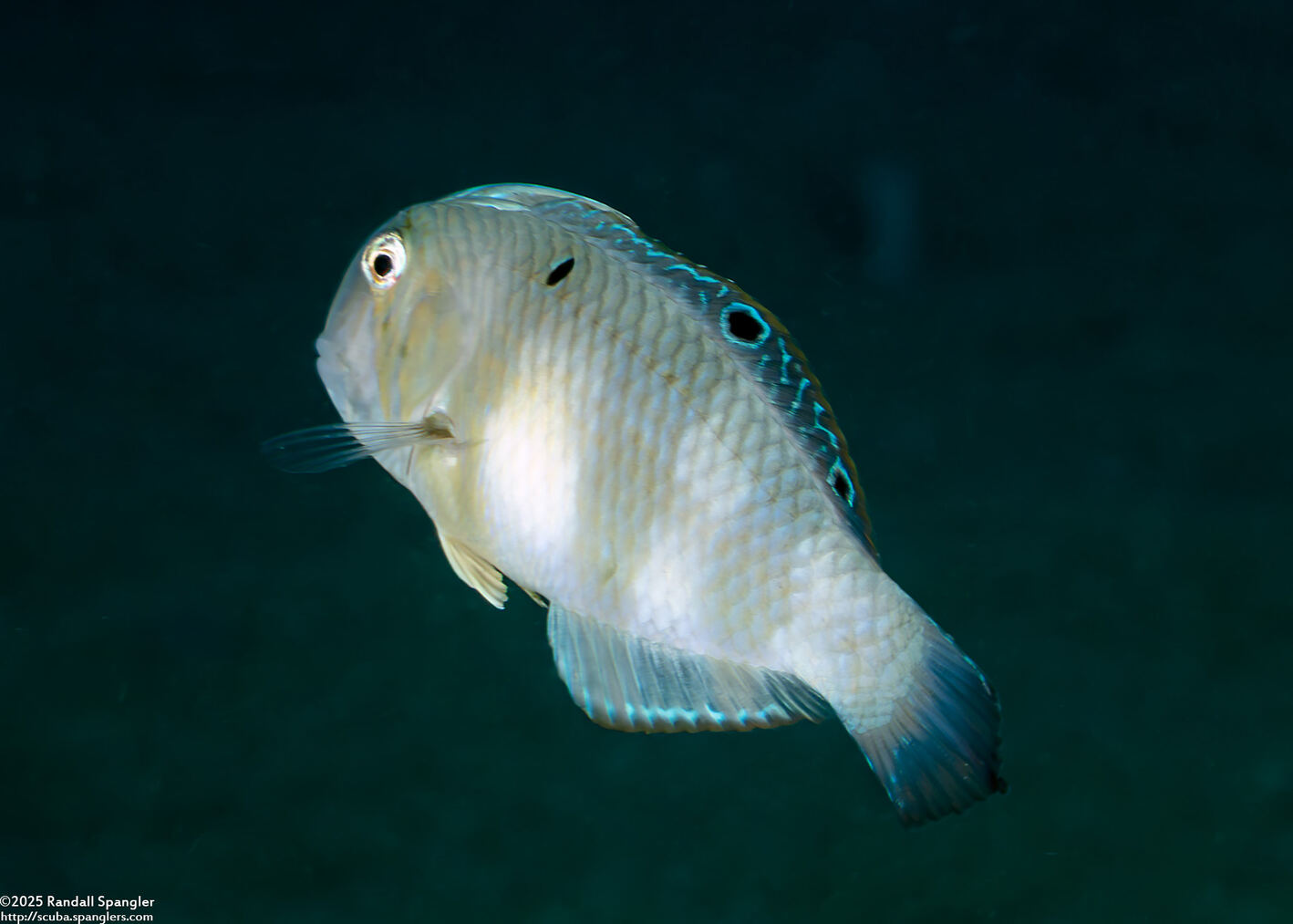 Iniistius aneitensis (Whitepatch Razorfish)