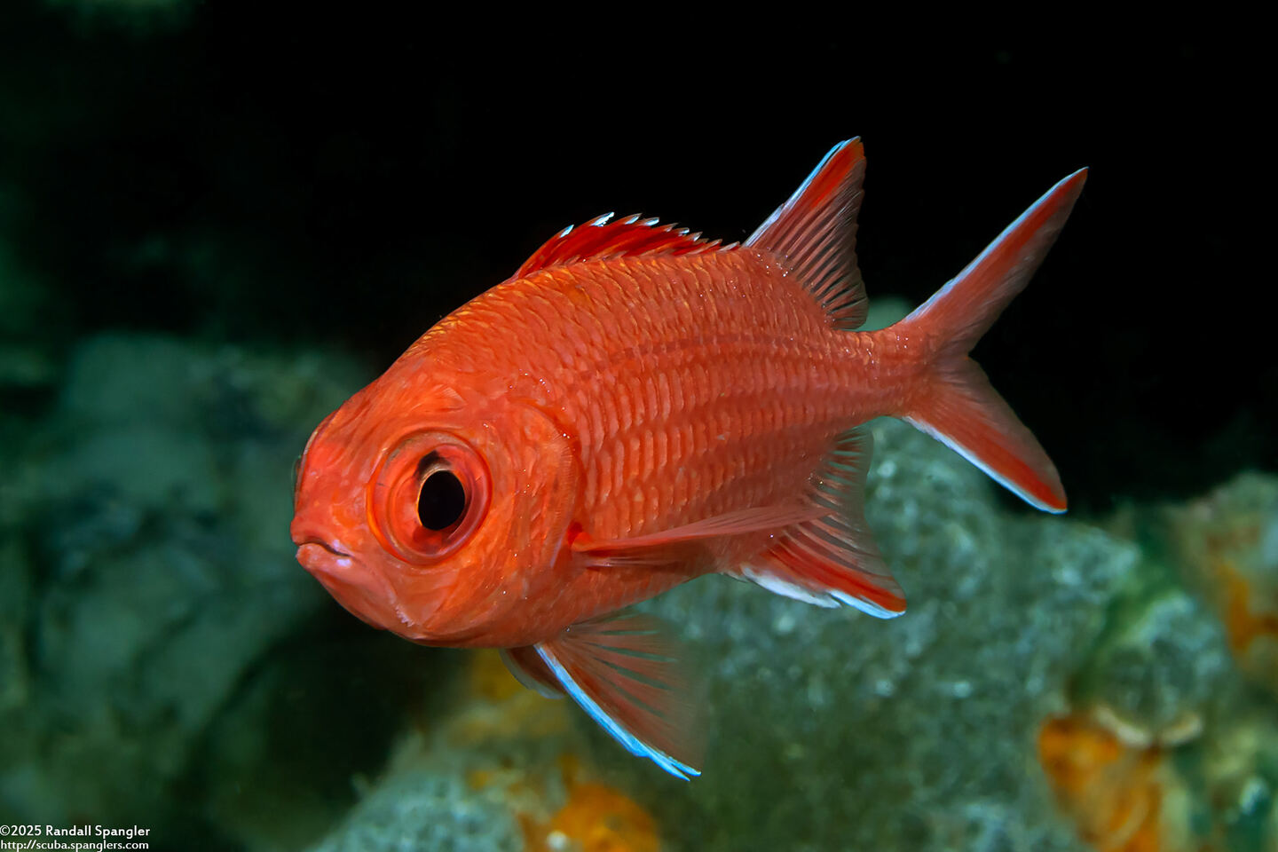 Myripristis vittata (Whitetip Soldierfish)