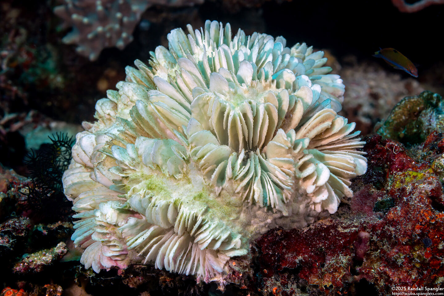 Plerogyra sinuosa (Pearl Bubble Coral); Dead coral