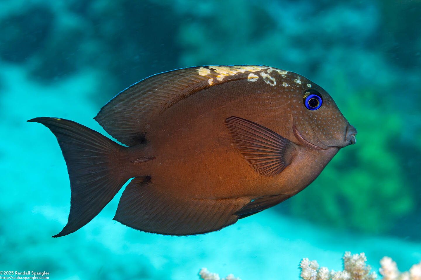 Ctenochaetus binotatus (Twospot Bristletooth)