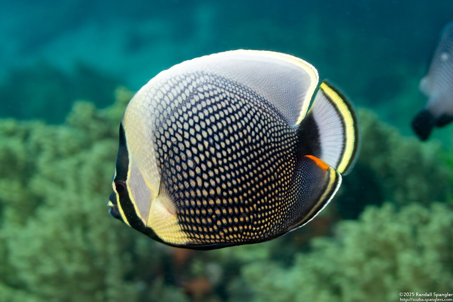 Chaetodon reticulatus (Reticulated Butterflyfish)
