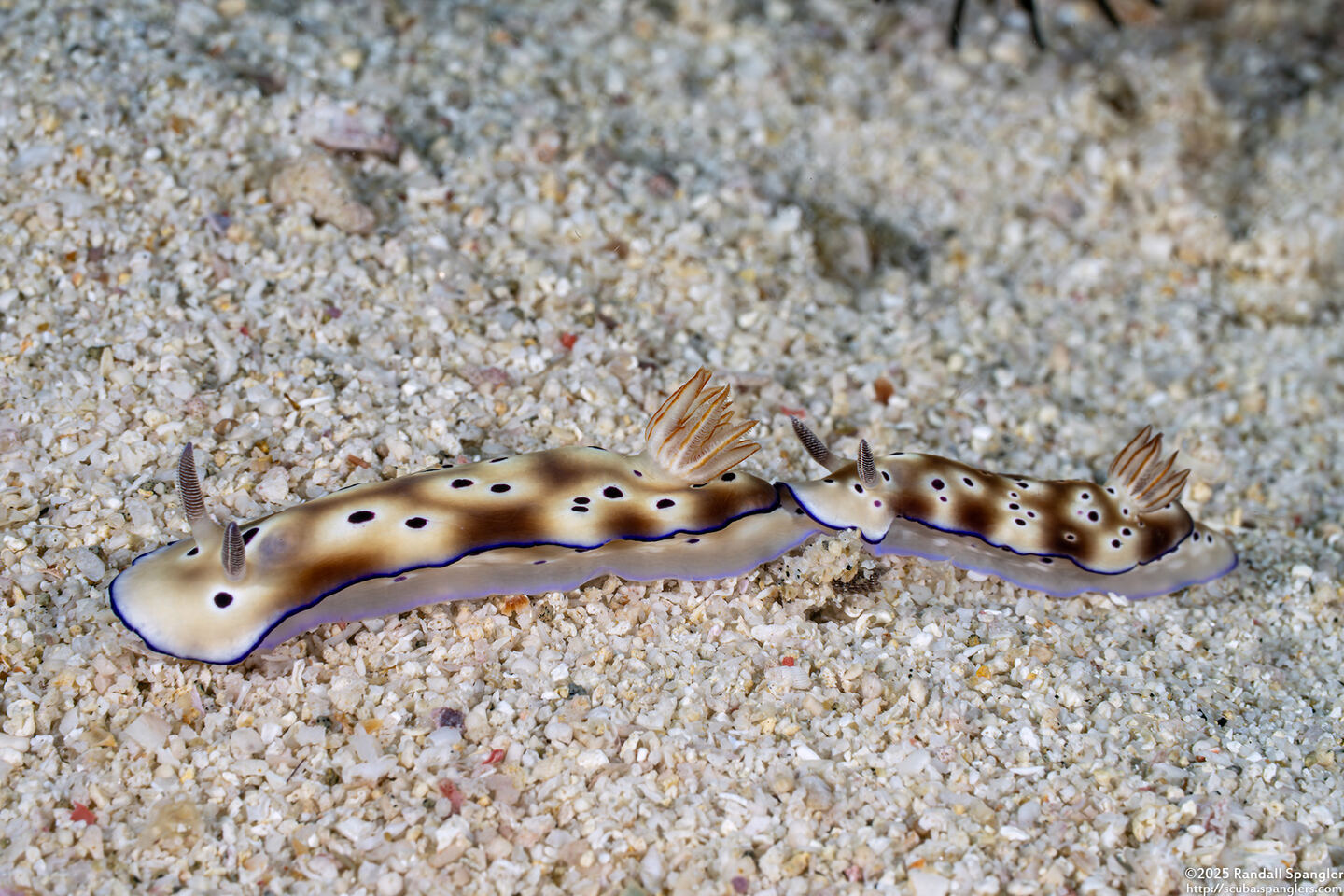 Hypselodoris tryoni (Tryon's Risbecia)