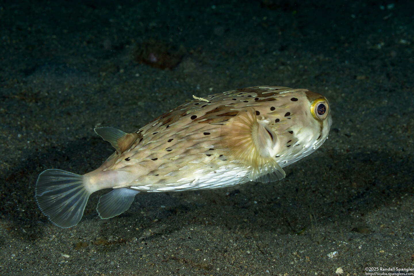 Diodon holocanthus (Longspine Porcupinefish)