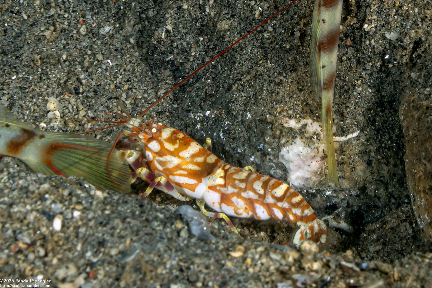 Alpheus bellulus (Tiger Snapping Shrimp)
