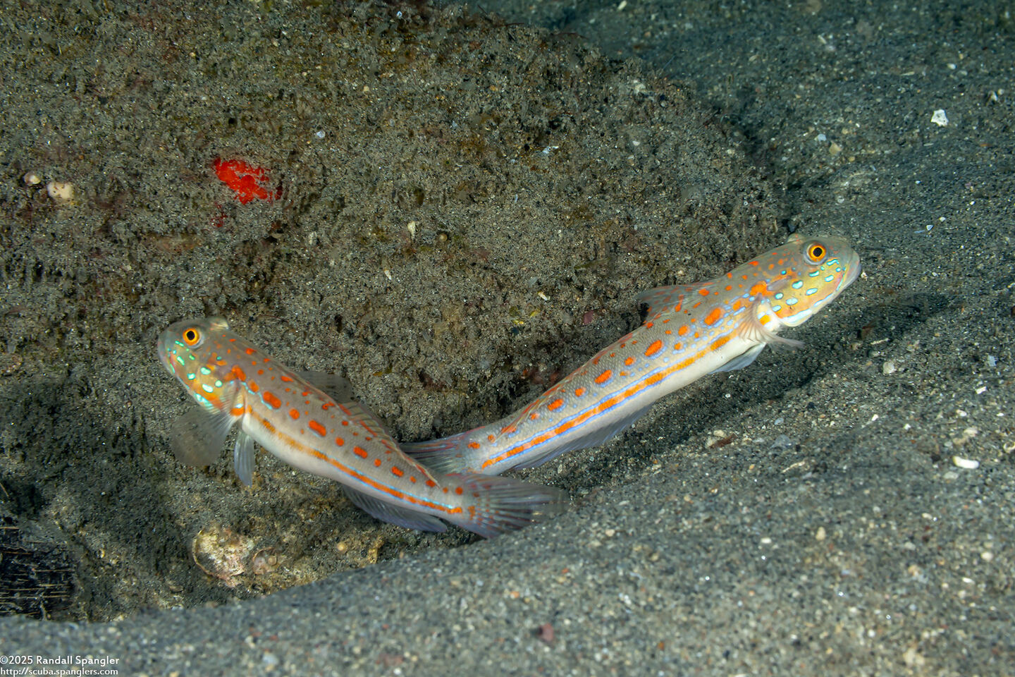 Valenciennea puellaris (Orange-Dashed Goby)