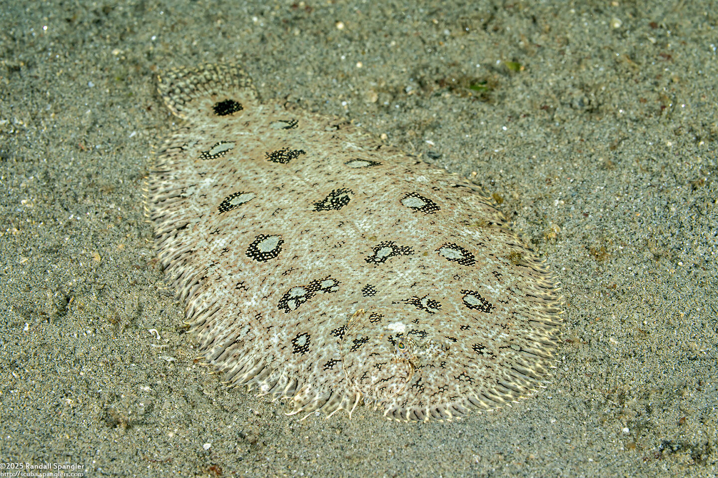 Heteromycteris hartzfeldii (Hook-Nosed Sole)