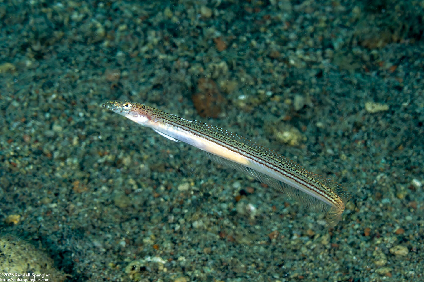 Trichonotus elegans (Threadfin Sand Diver)