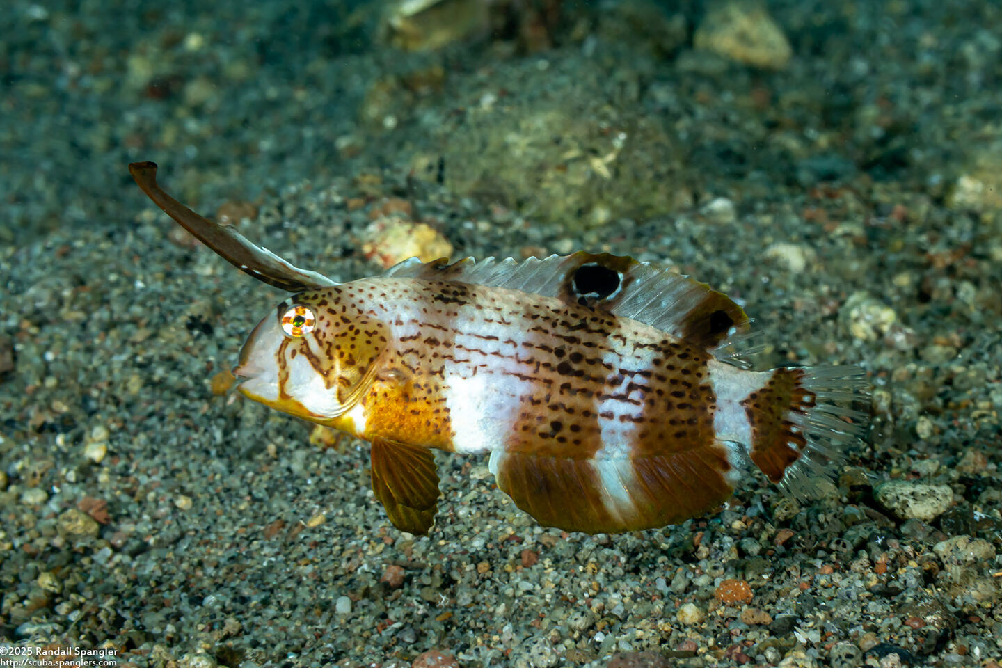 Iniistius pavo (Peacock Razorfish)