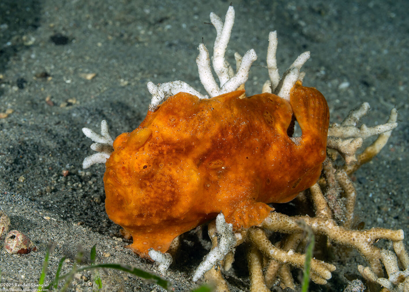 Antennarius pictus (Painted Frogfish)