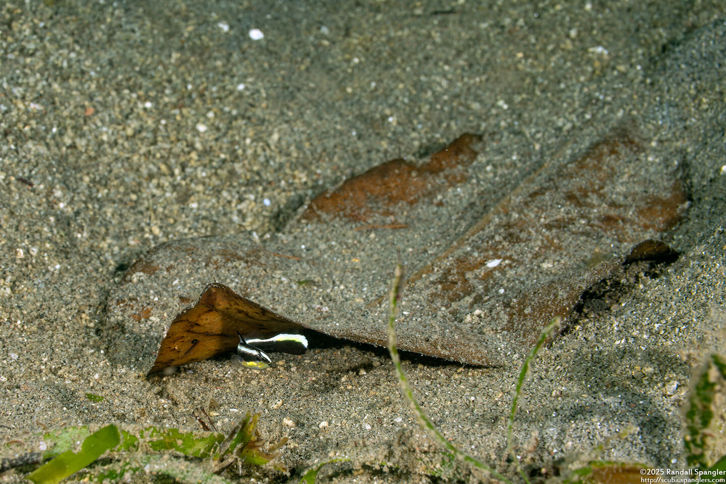 Diagramma pictum (Silver Sweetlips)