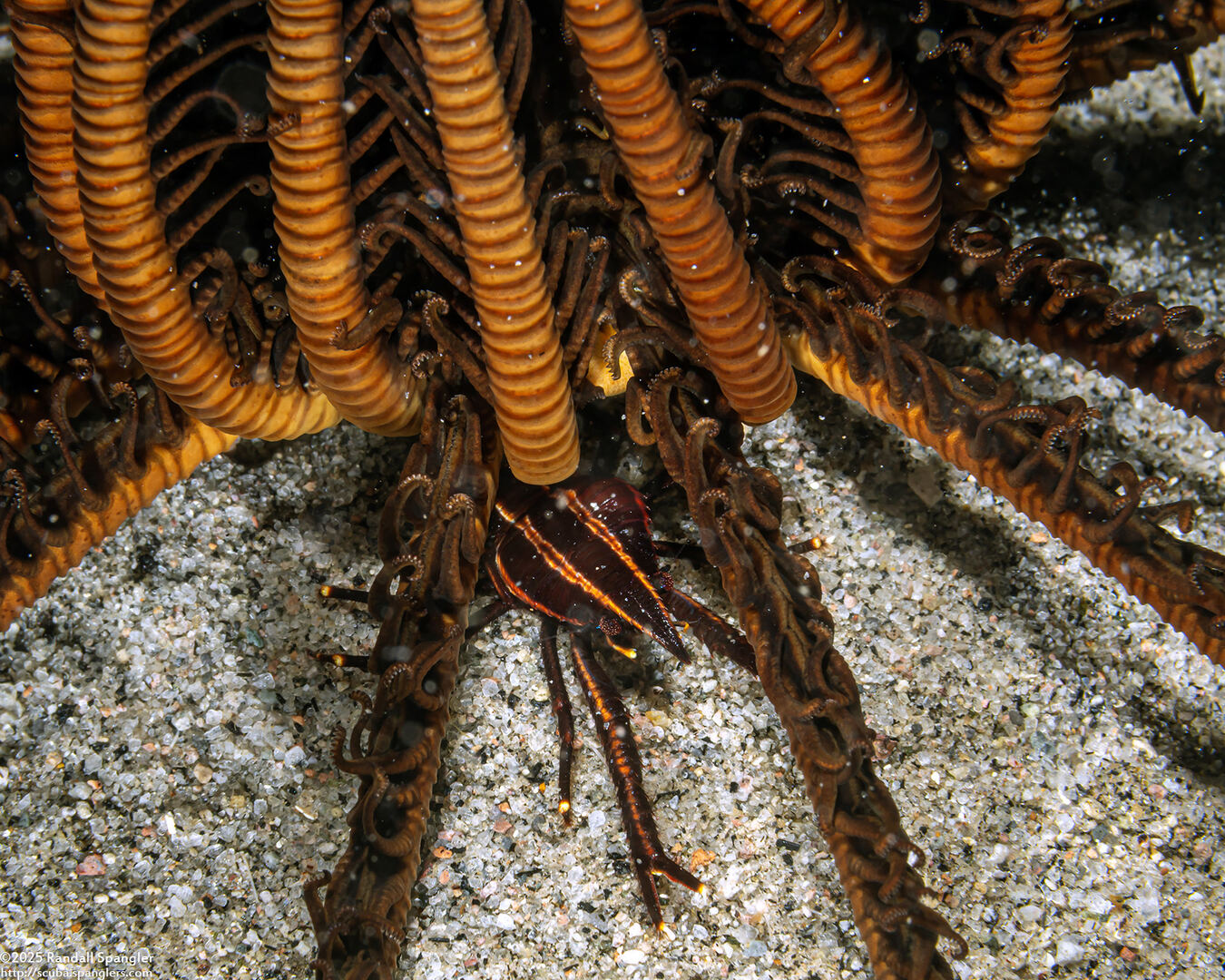 Allogalathea elegans (Elegant Crinoid Squat Lobster)