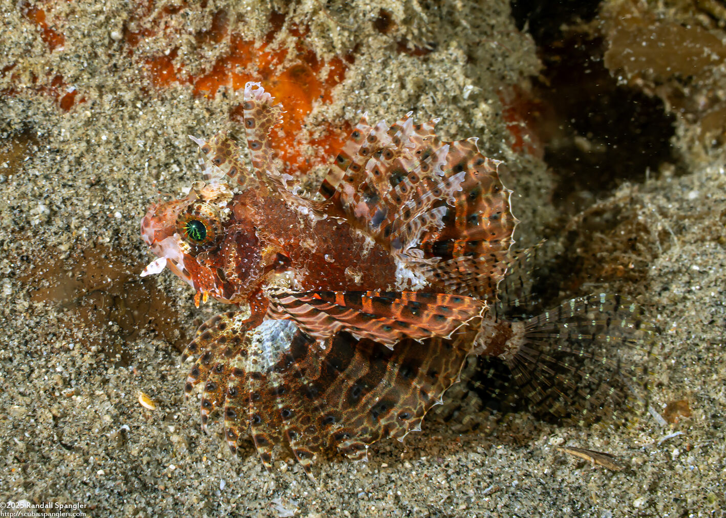 Dendrochirus brachypterus (Shortfin Lionfish)