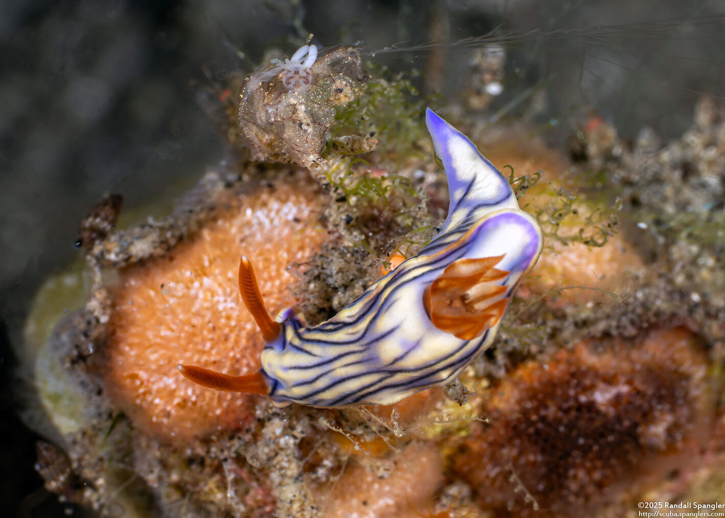 Hypselodoris zephyra (Zephyra Hypselodoris)