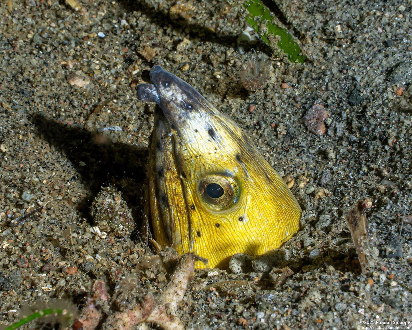Ophichthus altipennis (Highfin Snake Eel)