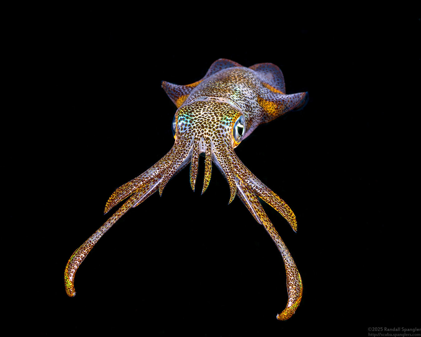 Sepioteuthis lessoniana (Bigfin Reef Squid)