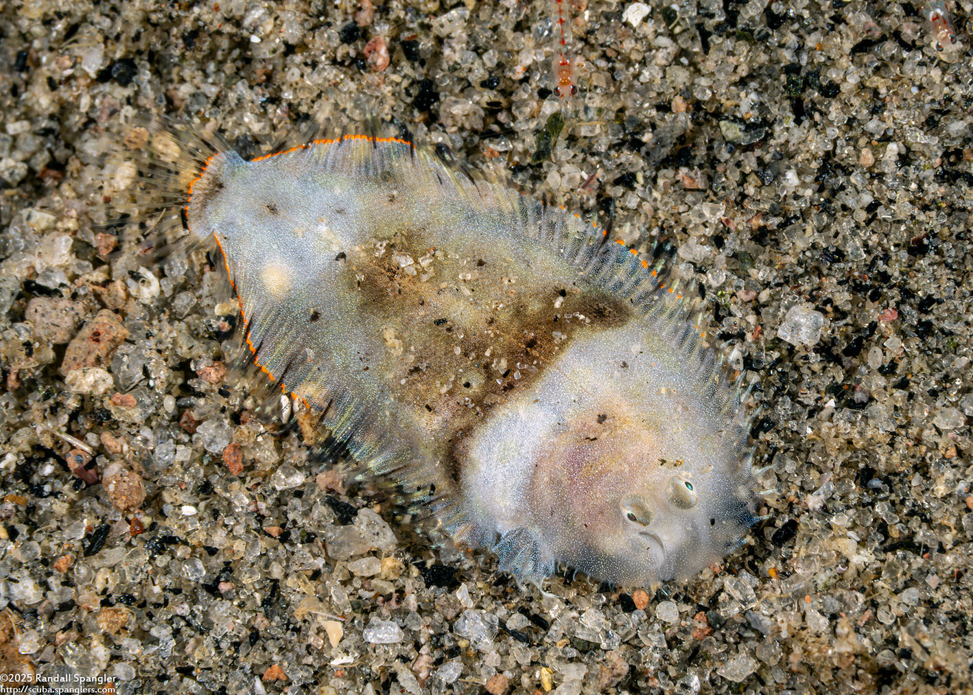 Liachirus melanospilos (Carpet Sole)