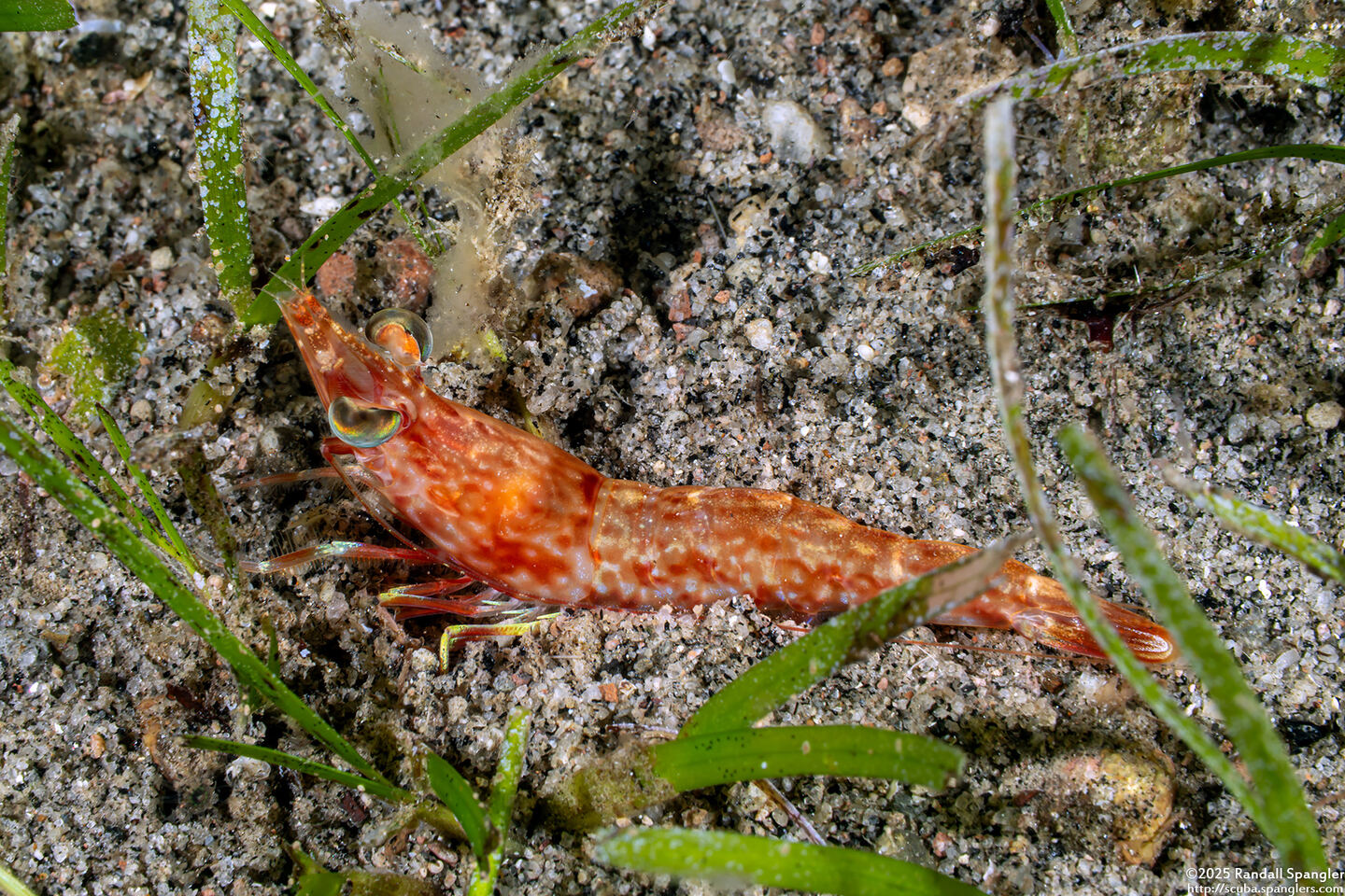 Metapenaeopsis sp.1 (Metapenaeopsis sp.1)