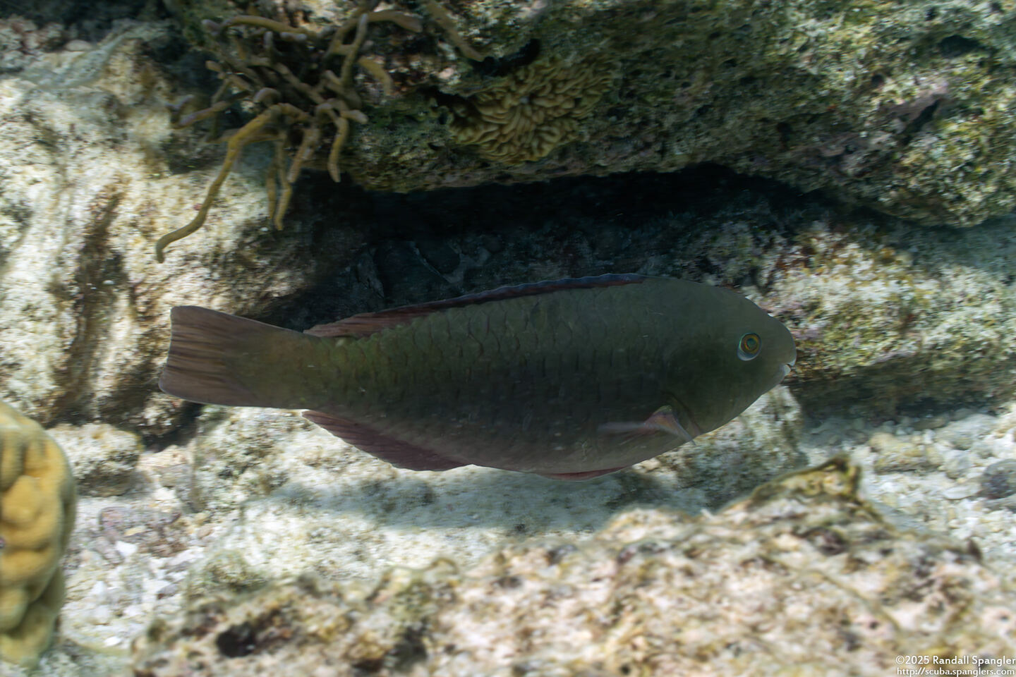 Scarus psittacus (Palenose Parrotfish)