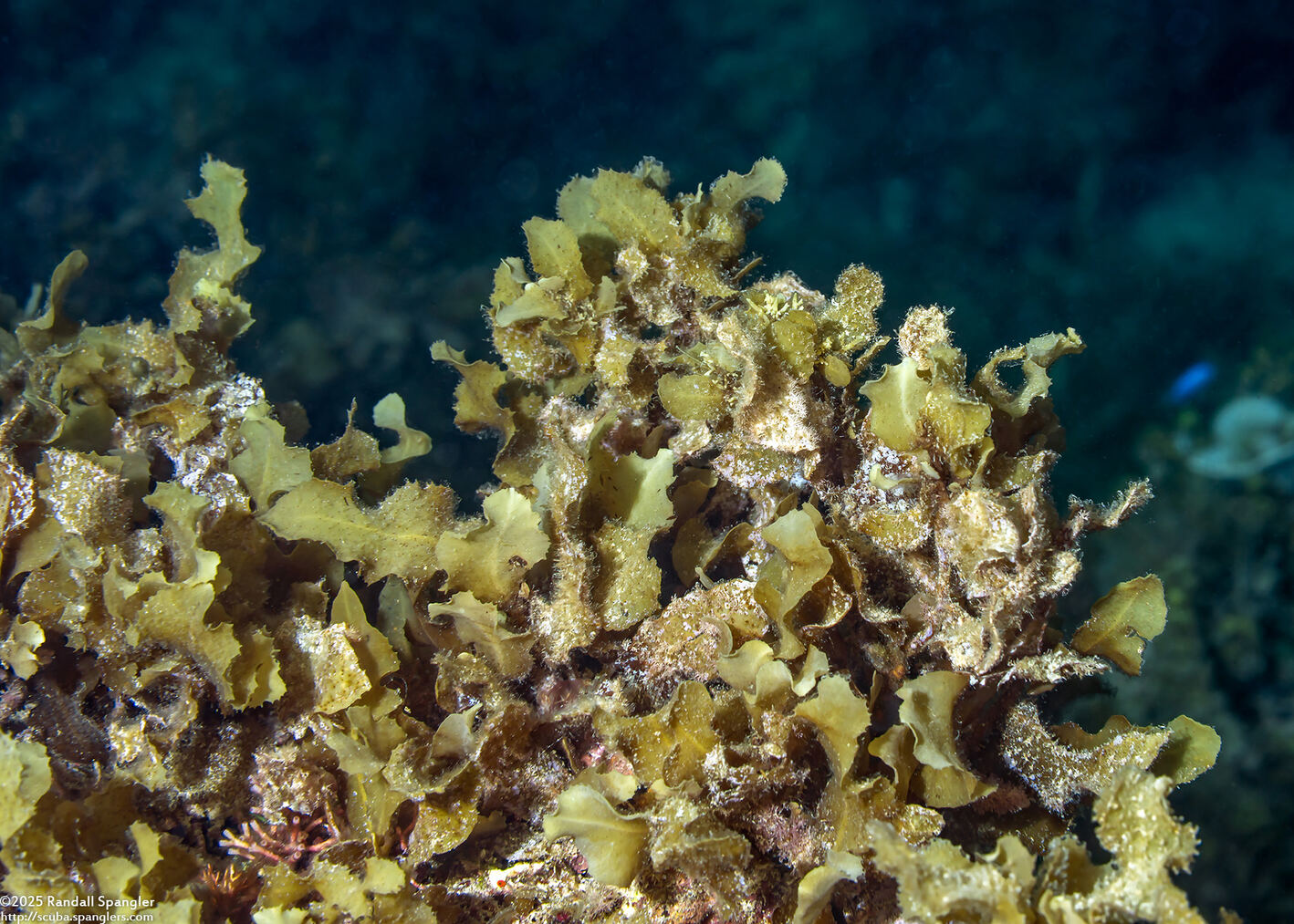 Sargassum polycystum (Sargassum Polycystum)