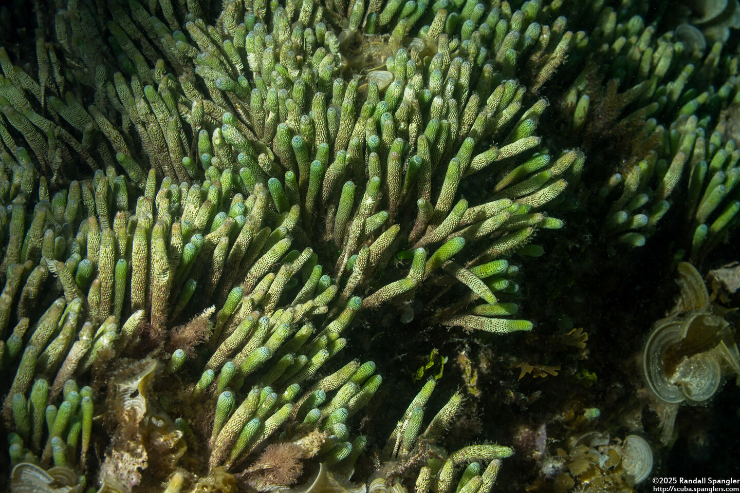 Halicoryne wrightii (Finger Algae)
