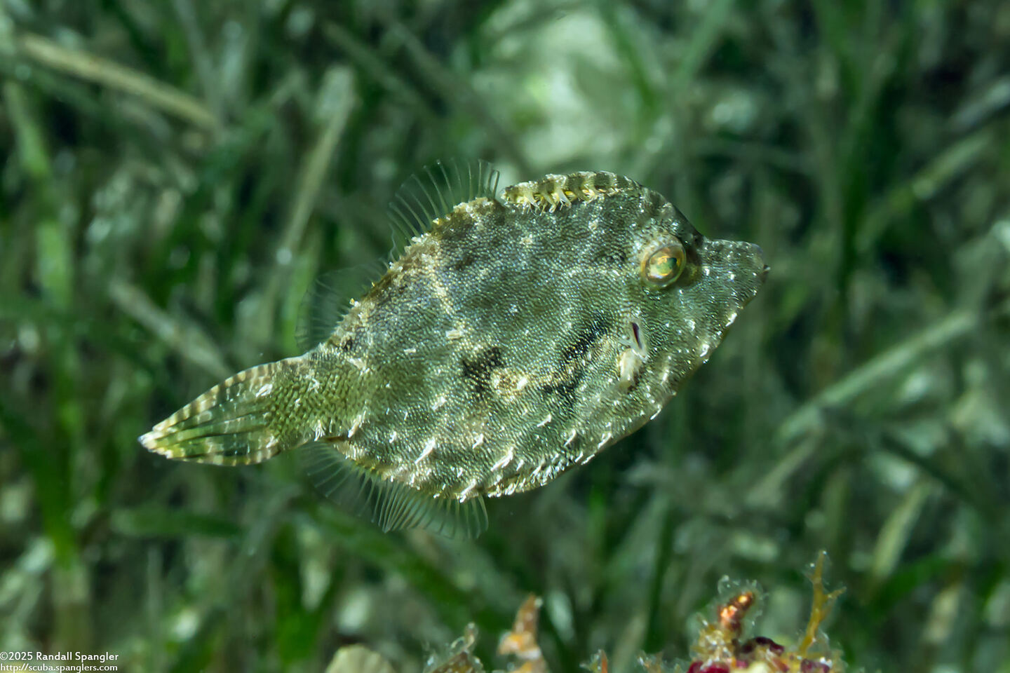 Acreichthys tomentosus (Bristle-Tail Filefish)