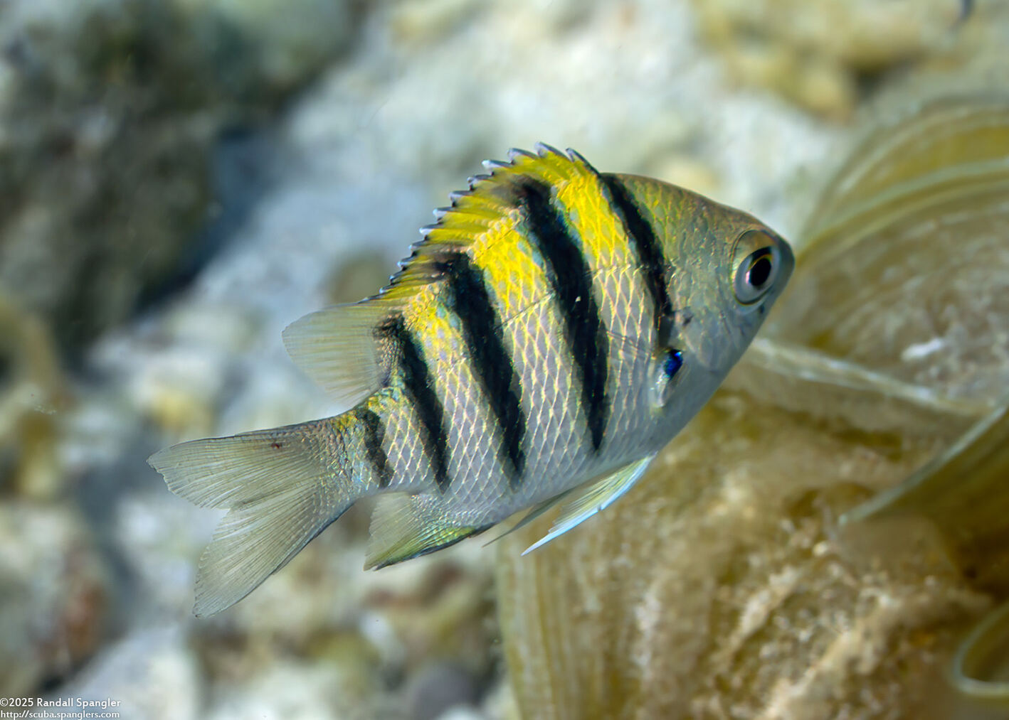 Abudefduf vaigiensis (Indo-Pacific Sergeant)