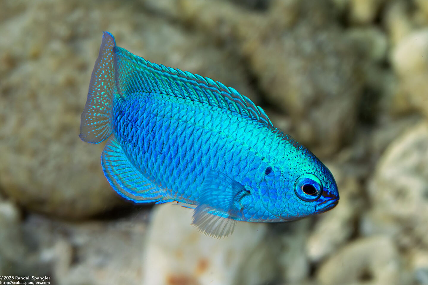 Chrysiptera cyanea (Sapphire Damsel)