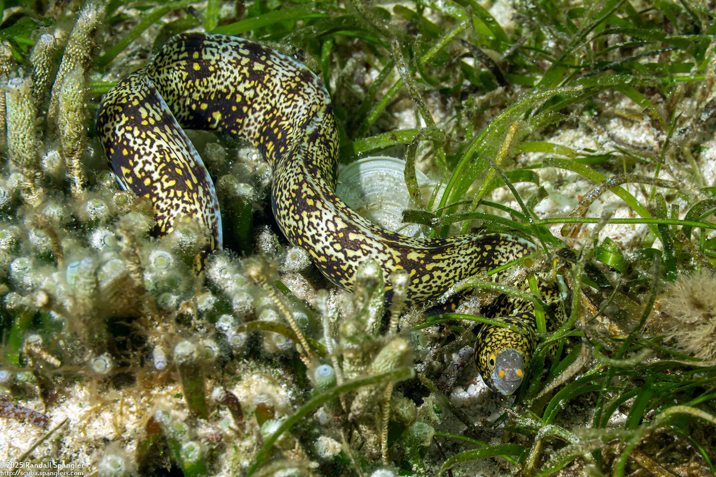 Echidna nebulosa (Snowflake Moray)