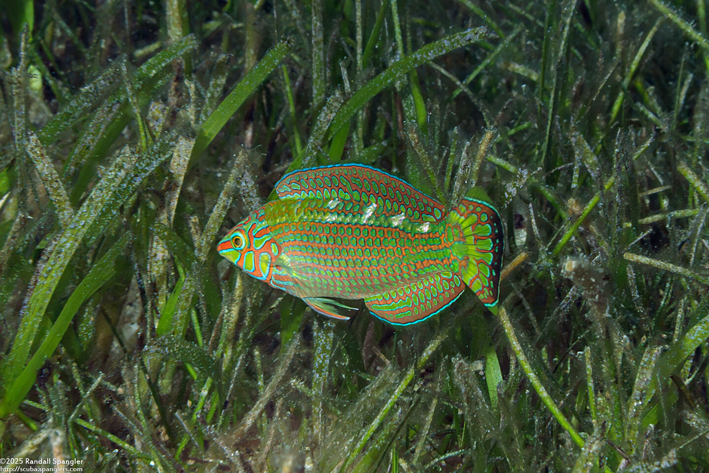 Halichoeres argus (Argus Wrasse)