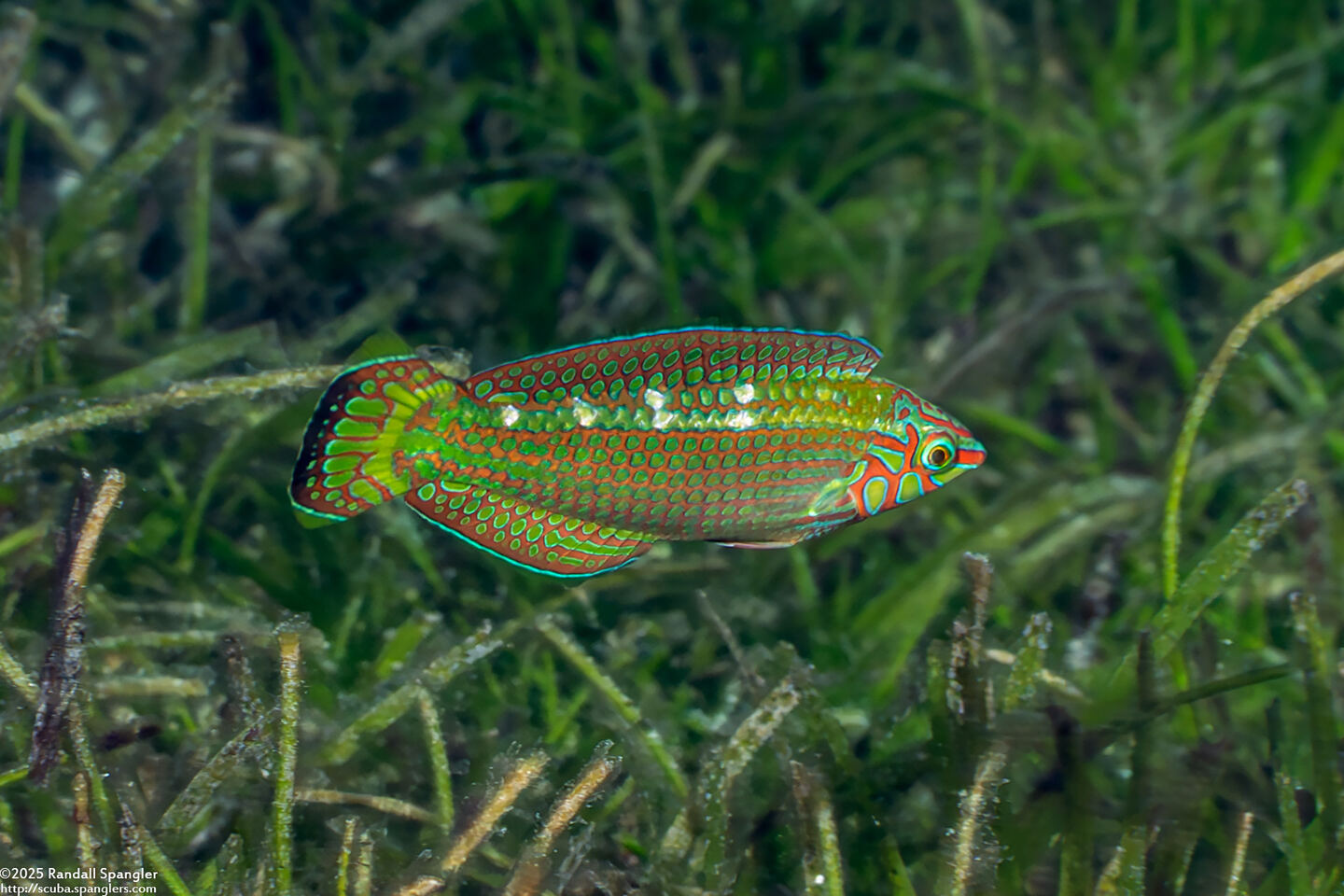Halichoeres argus (Argus Wrasse)