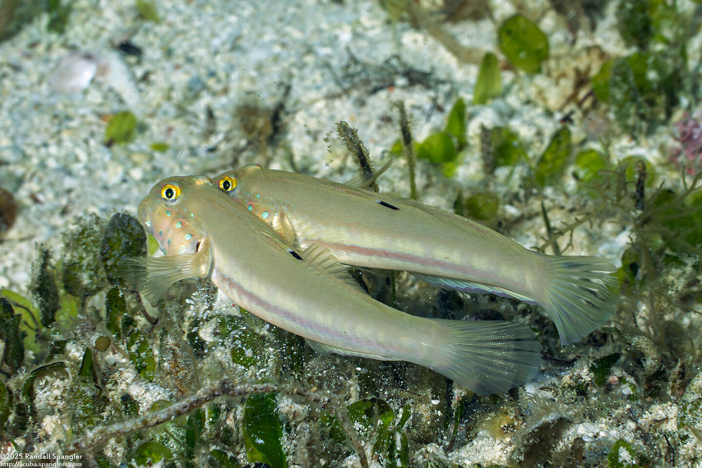 Valenciennea sexguttata (Sixspot Goby)