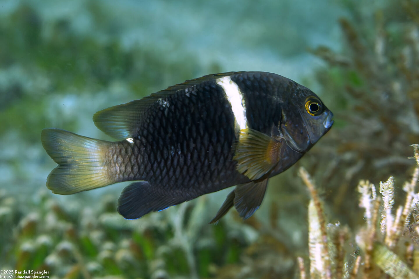 Chrysiptera biocellata (Twinspot Damsel)