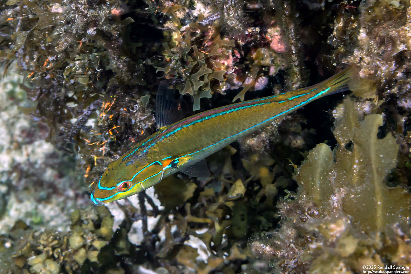 Stethojulis interrupta (Cutribbon Wrasse)