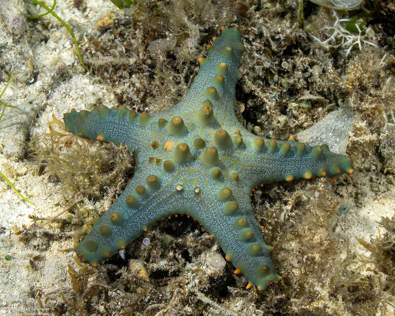 Pentaceraster tuberculatus (Tuberculate Pentaceraster)