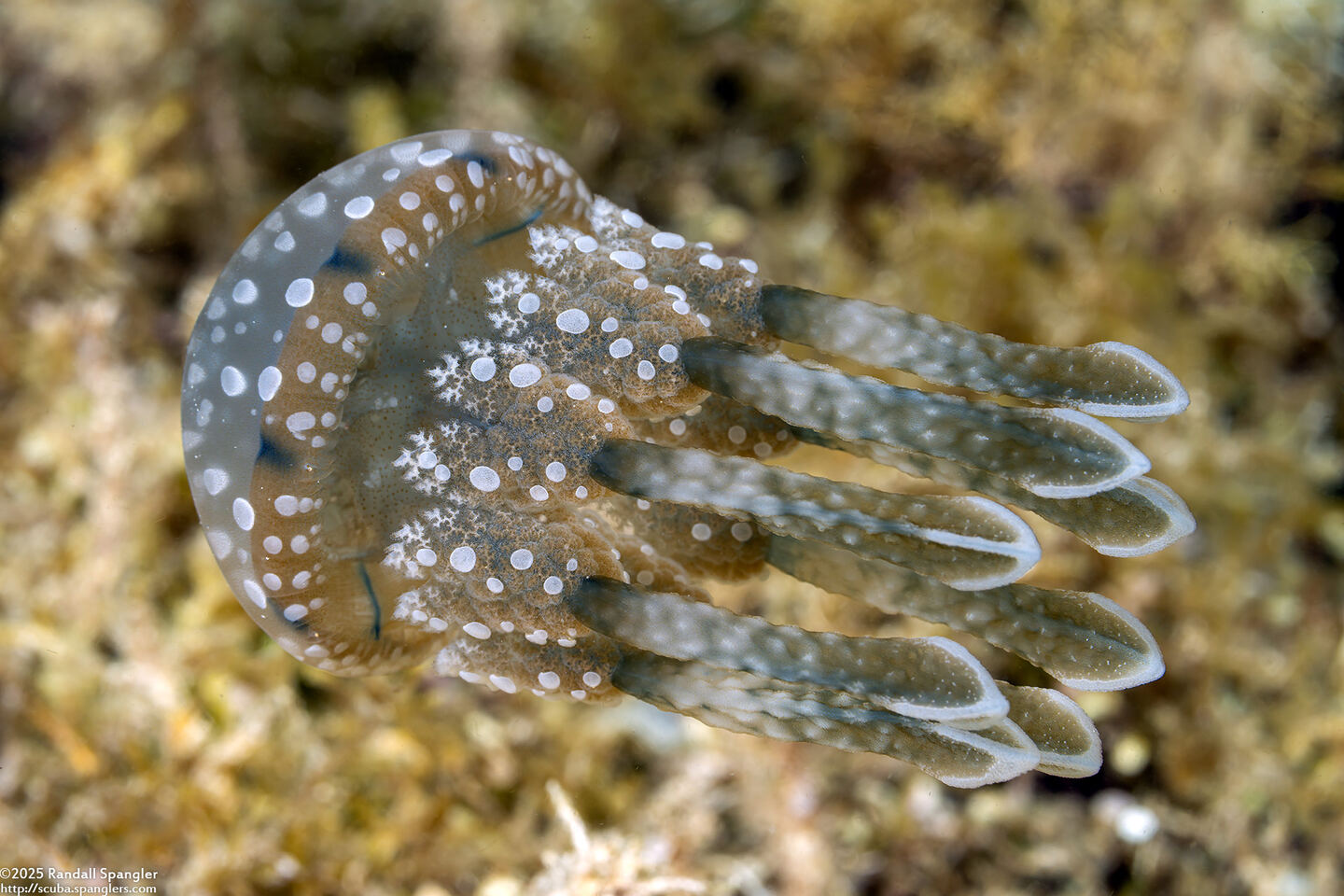 Mastigias papua (Lagoon Jelly)