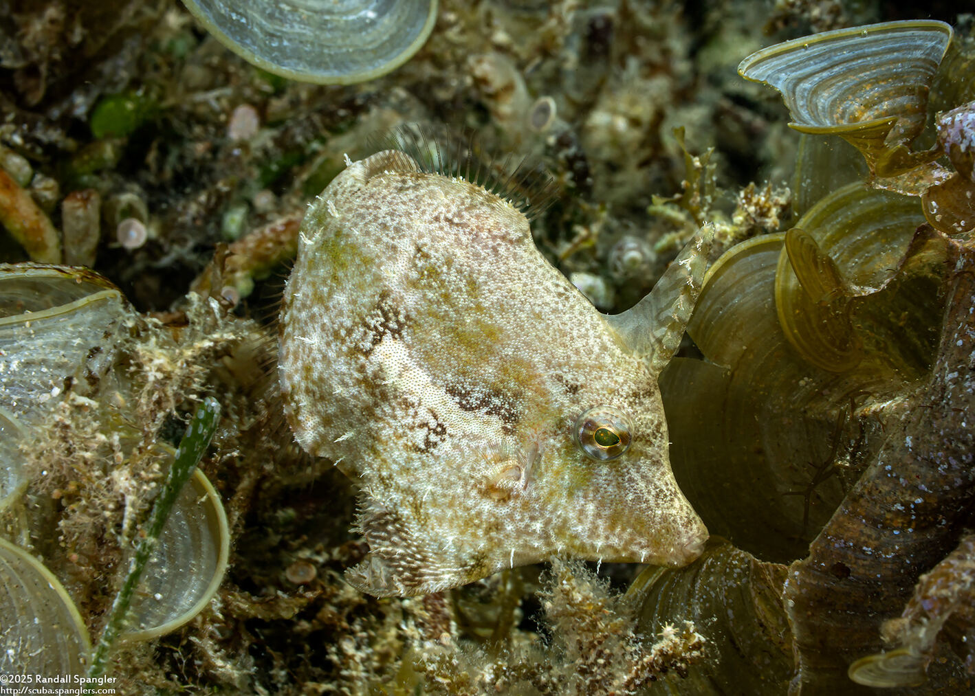 Acreichthys tomentosus (Bristle-Tail Filefish)
