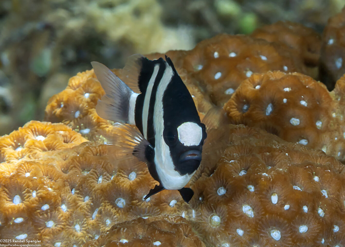 Dascyllus aruanus (Humbug Dascyllus)