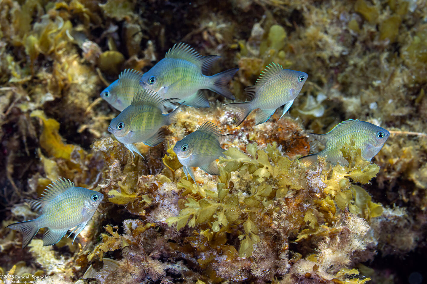 Amblyglyphidodon curacao (Staghorn Damsel)
