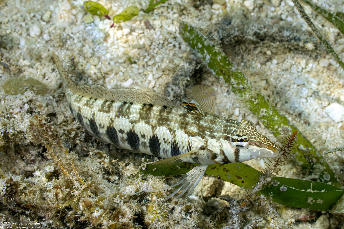 Parapercis cylindrica (Sharpnose Sandperch)