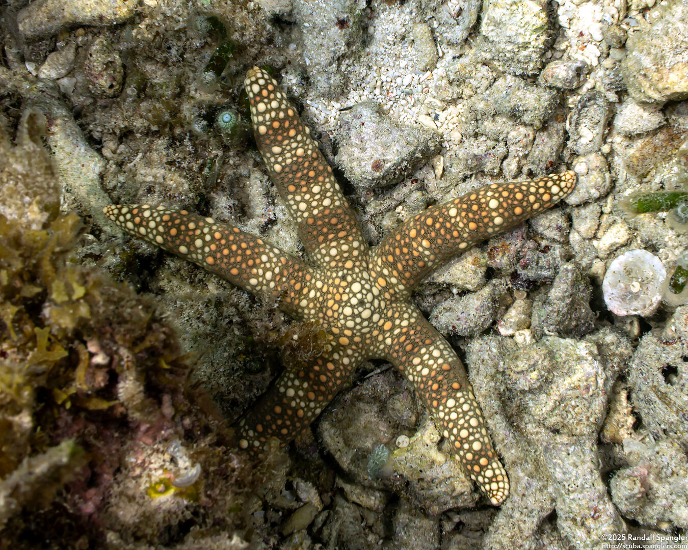 Nardoa tuberculata (Tuberculate Sea Star)