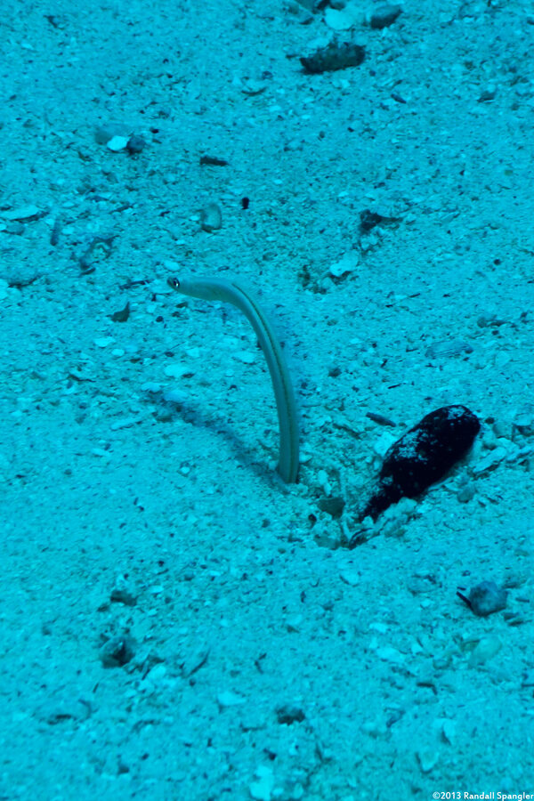Gorgasia hawaiiensis (Hawaiian Garden Eel)