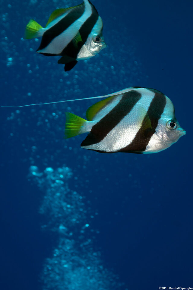 Heniochus diphreutes (Schooling Bannerfish)