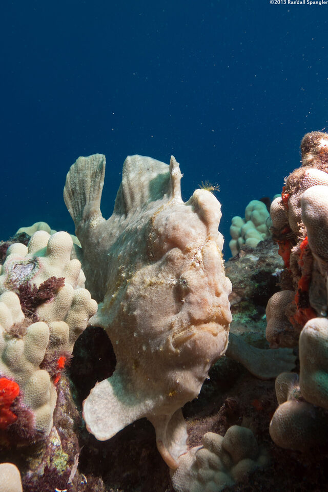 Antennarius commerson (Commerson's Frogfish)
