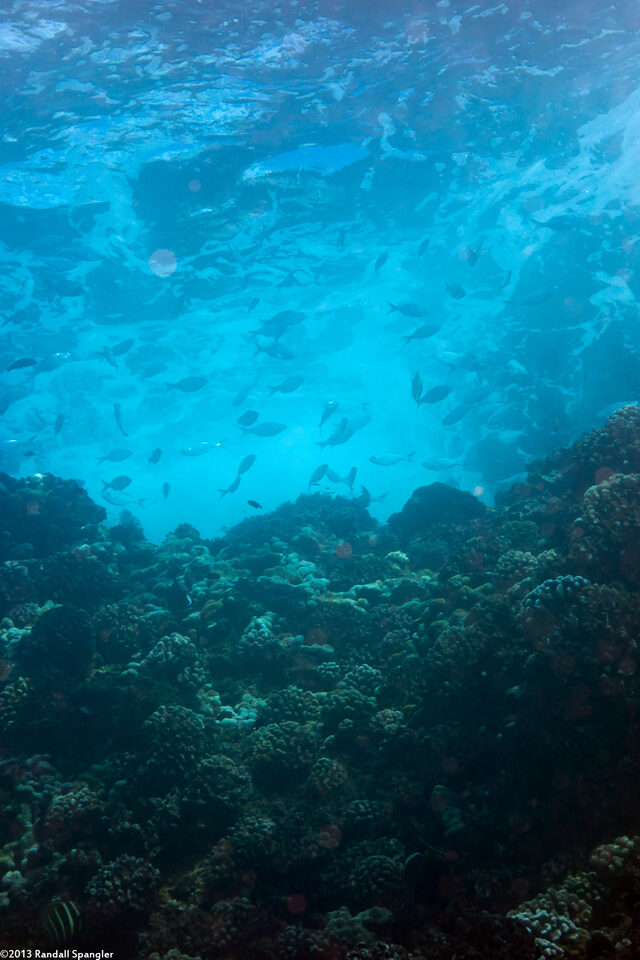 Kuhlia xenura (Hawaiian Flagtail)
